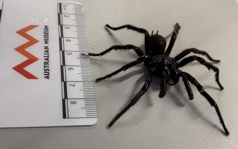 Meet Big Boy ~ the Newly Discovered Giant Venomous Spider of Australia