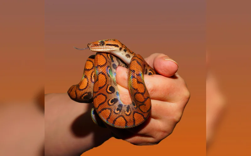 Tiny Snakes at Columbus Zoo Play Big Role in Species Survival