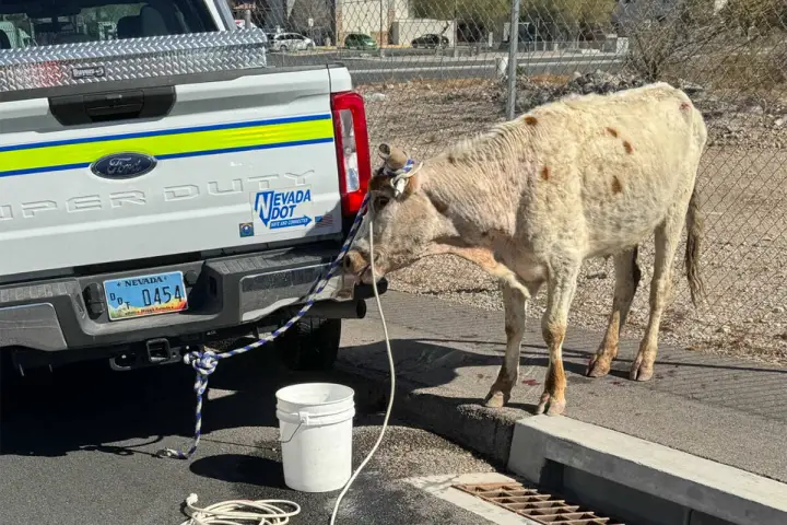 Runaway Cow On The I-15 Captured