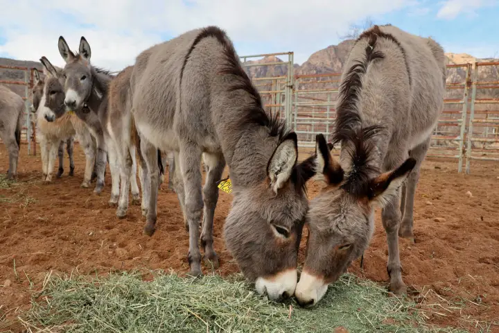 Adopt a Wild Companion at Burro Palooza Near Las Vegas